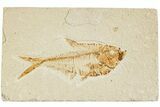 Fossil Fish (Diplomystus) - Green River Formation #233095-1